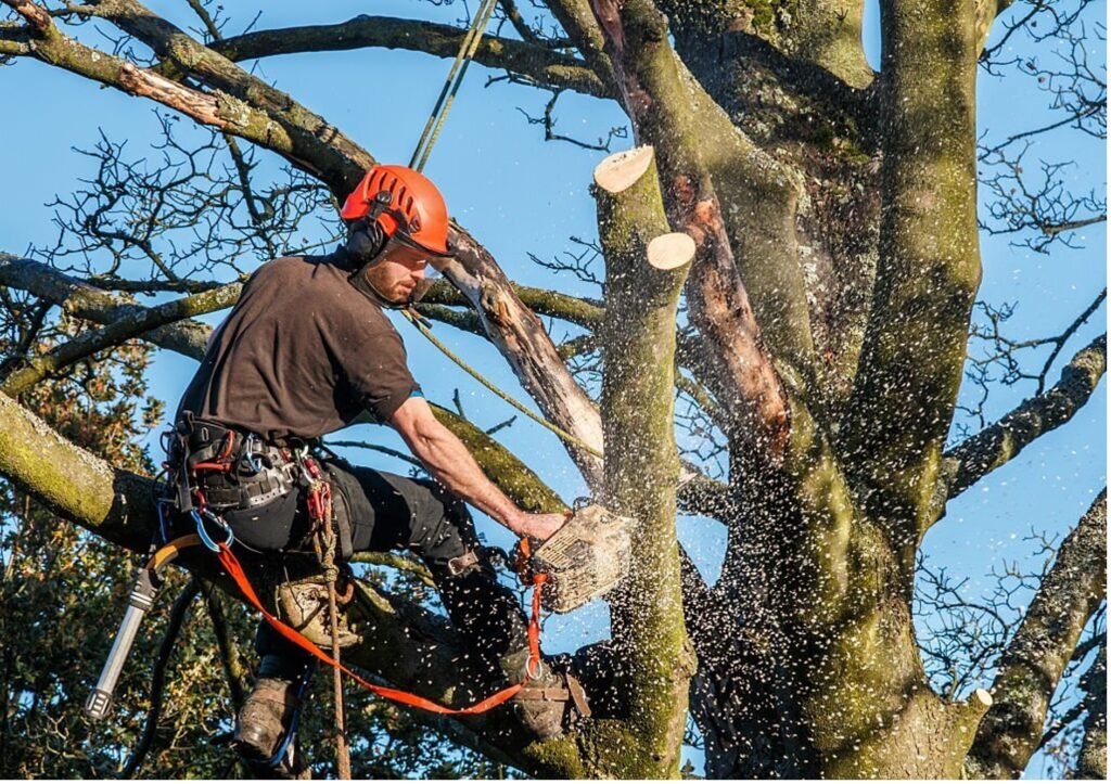 Baumpflege Baumschnitt Lüdenscheid