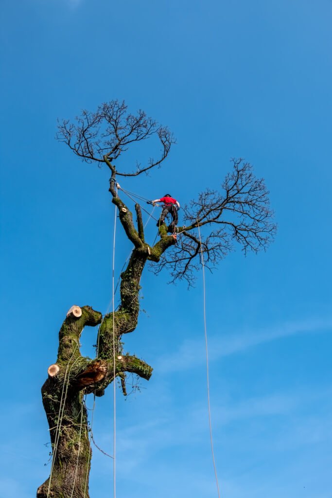 Baumpflege Lüdenscheid
