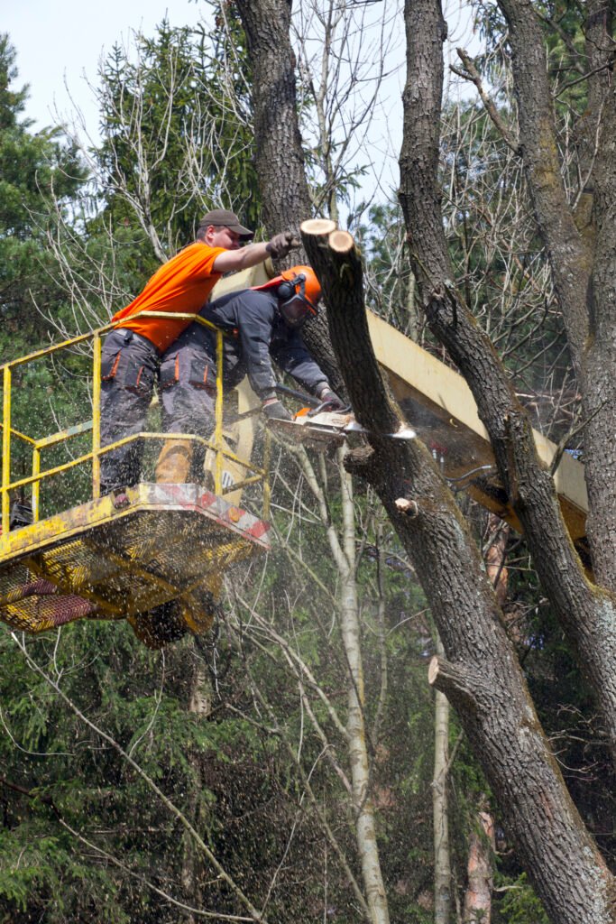 Baumpflege Baumkontrolle Lüdenscheid